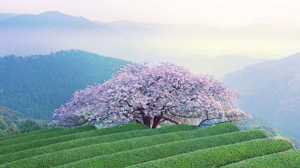 ｢遠山桜｣熊本, あさぎり町