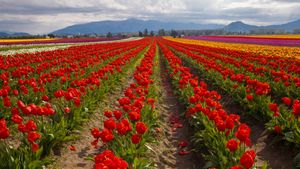 Campos de tulipanes en primavera, Velle de Skagit, Washington, EE.UU. (© Claudia Cooper/Getty Images)(Bing España)