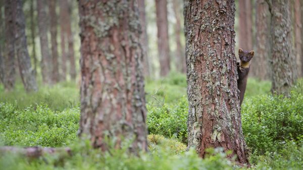 A pine marten in Cairngorms National Park, Scotland