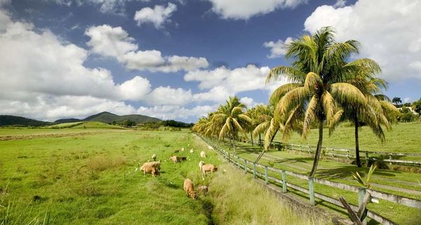 Palm tree lined road near Sainte-Rose, Basse-Terre, Guadeloupe, French West Indies