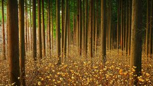 森林中的结香花，日本 (© nattya3714/Getty Images)(Bing China)