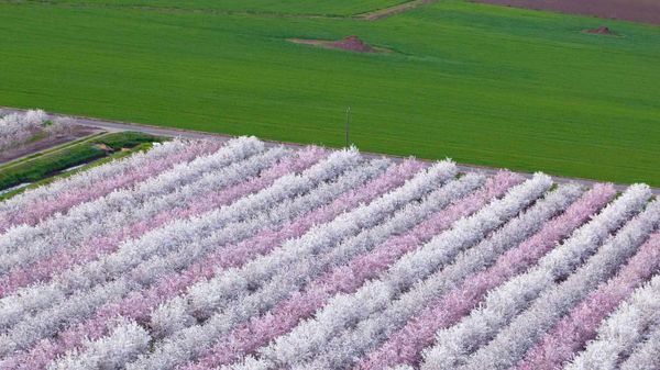 Almond orchards in bloom, Sacramento Valley, California