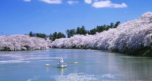 ｢弘前公園の桜｣青森, 弘前 --JTB Photo/Photolibrary &copy; (Bing Japan)