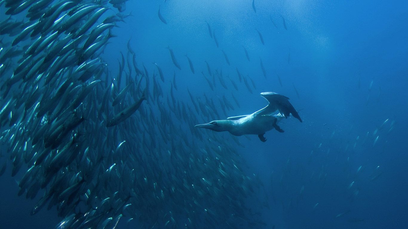 Cape gannet diving for fish off Port St. Johns, Wild Coast, Eastern Cape, South Africa