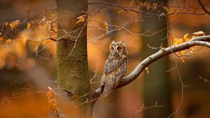 捷克共和国波希米亚-摩拉维亚高地的长耳鸮 (© Ondrej Prosicky/Alamy)(Bing China)