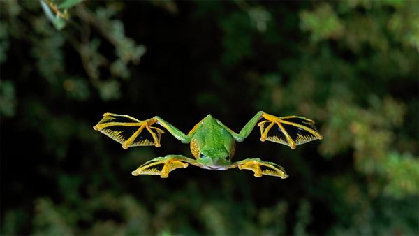 Une grenouille volante de Wallace en chemin pour la terre ferme