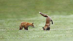 Fox kits practise their hunting skills, Quebec, Canada (© Vlad Kamenski/Shutterstock)(Bing United Kingdom)