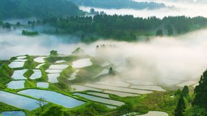 Terraced rice fields, Niigata Prefecture, Japan (© Yoshitsugu Nishigaki/Sebun Photo)(Bing New Zealand)