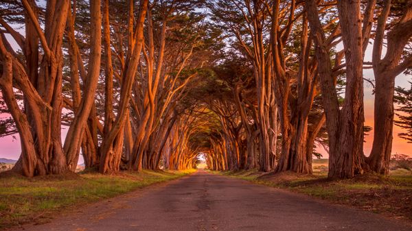The cypress tunnel at Point Reyes National Seashore in California, USA