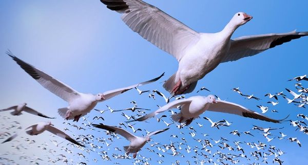 Migrating snow geese in flight near Bosque del Apache National Wildlife Refuge, New Mexico, USA