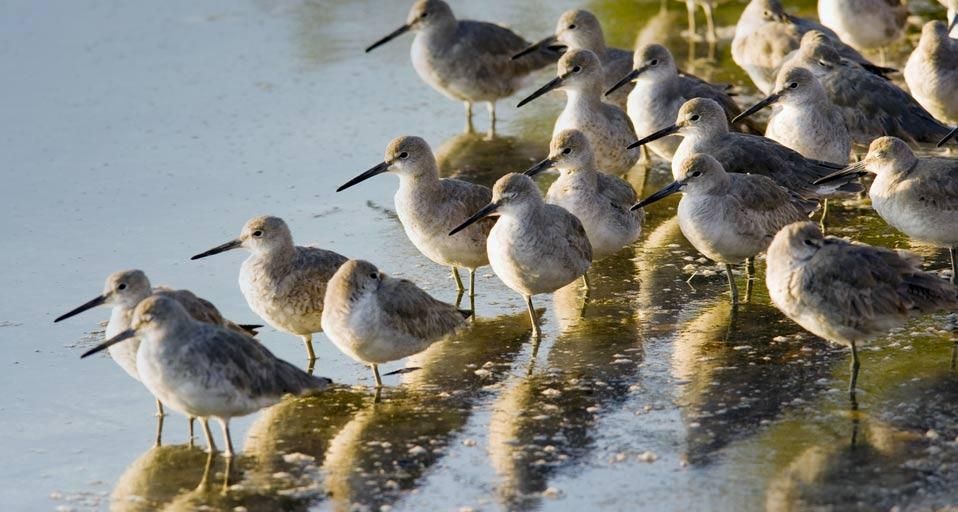 Willets