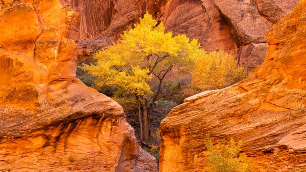 Cottonwood trees and red sandstone in Coyote Gulch, Glen Canyon National Recreation Area, Utah