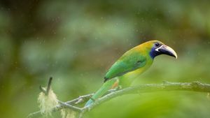 Blue-throated toucanet, Los Quetzales National Park, Costa Rica (© Oscar Dominguez/Tandem Stills + Motion)(Bing United States)