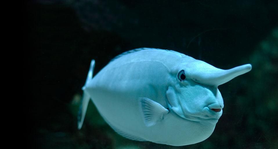 UnicornFish