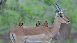 南非克鲁格国家公园，在黑斑羚背上的红嘴牛椋鸟 (© Friedrich von Hörsten/Alamy)(Bing China)