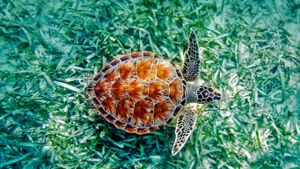 Green sea turtle (Chelonia mydas) in Hawaii, USA (© Monica & Michael Sweet/Aurora Photos)(Bing Australia)