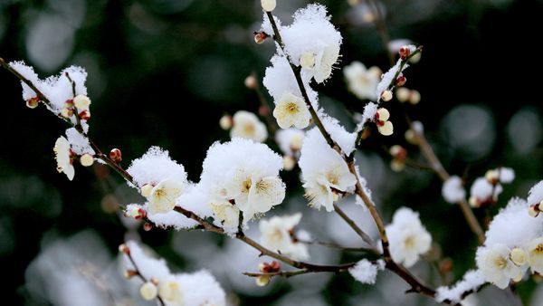 雪中の白梅