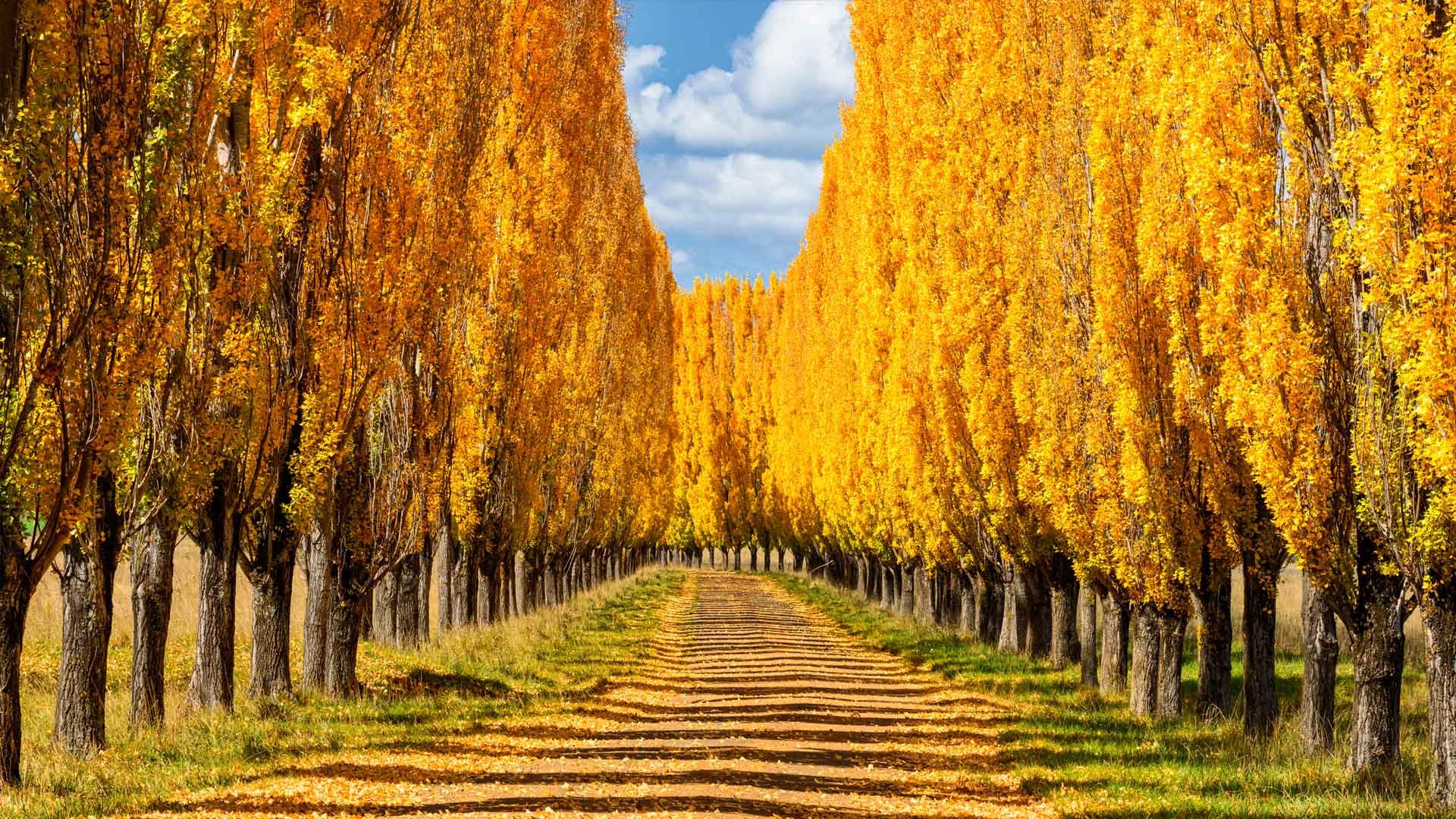 Poplar trees in New England, New South Wales, Australia