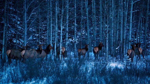Elk near Banff National Park, Alberta, Canada