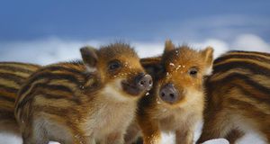 Wild piglets in Schleswig-Holstein, Germany (© Gerhard Schulz/age fotostock) &copy; (Bing United States)