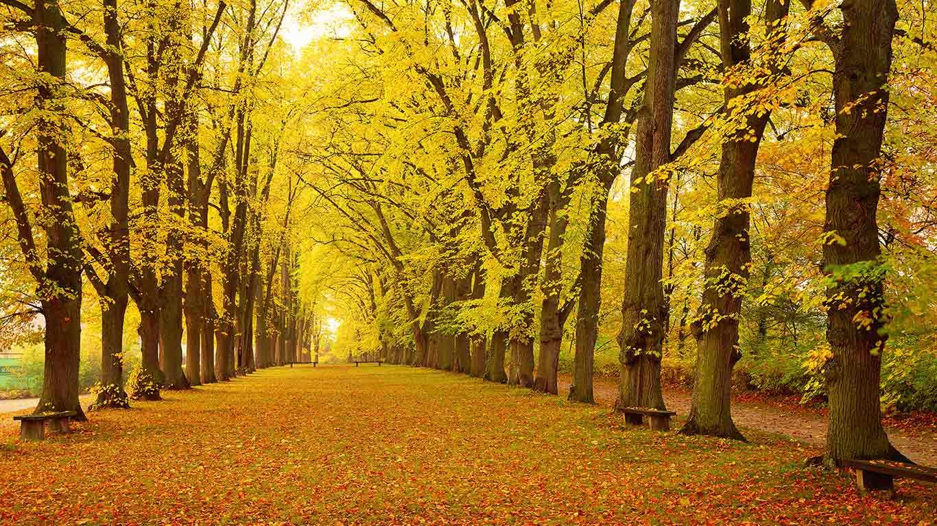 Avenue in autumn, Dinkelsbühl, Bavaria, Germany