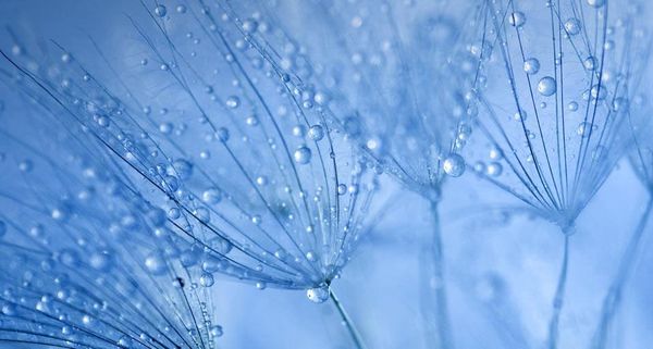 DandelionSeedsDew
