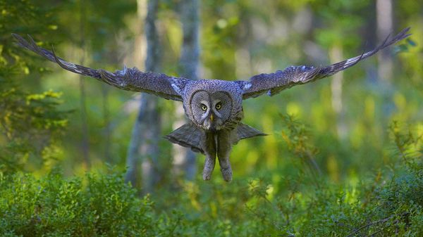 Great grey owl