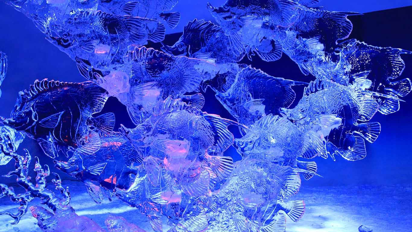 Ice sculpture of fish, illuminated at night in Confederation Park, Ottawa