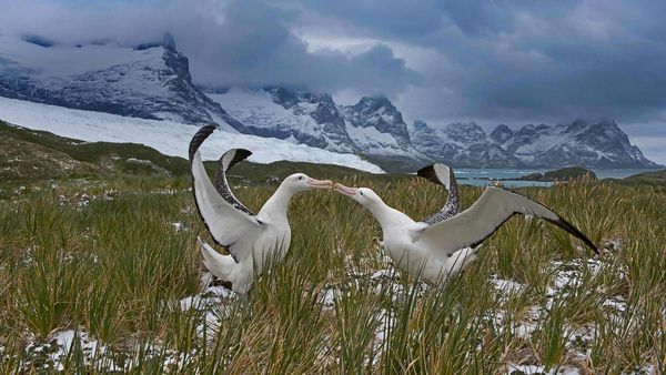 Wandering albatross pair, South Georgia island