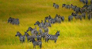 Zebra herd in Masai Mara National Reserve in Kenya -- Blaine Harrington III/Corbis &copy; (Bing United States)