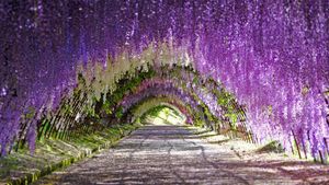 De la glycine violette et blanche dans les jardins de Kawachi Fuji à Kitakyushu, Japon (© Wibowo Rusli/Alamy)(Bing France)