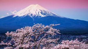 富士山と桜, 山梨 富士河口湖町 (© Sanchai Loongroong/Moment/Getty Images)(Bing Japan)
