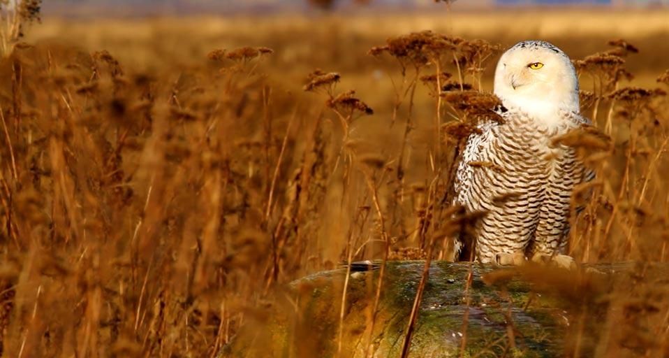 OwlMatera
