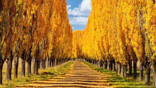 Poplar trees in New England, New South Wales, Australia