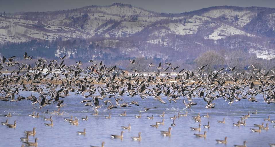 ｢宮島沼のマガン｣北海道, 美唄市