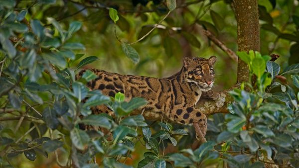 Clouded leopard