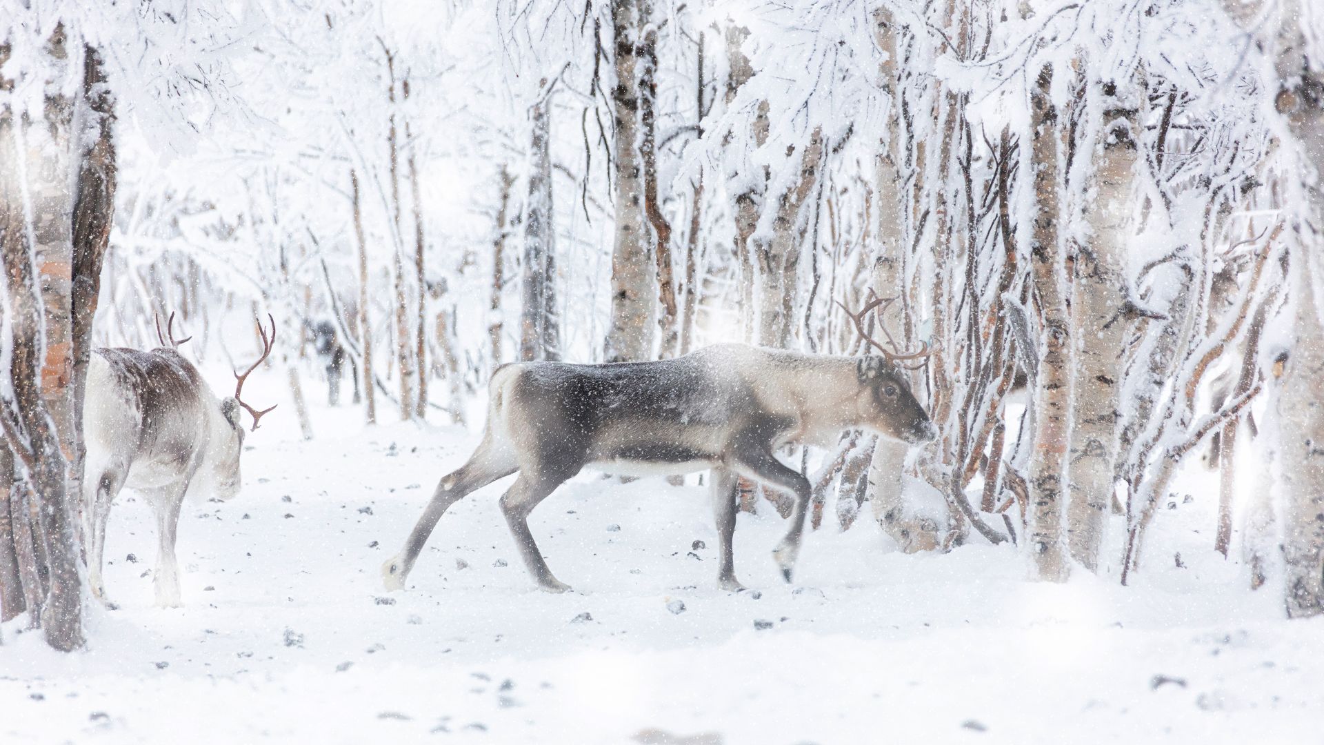 Reindeer during winter snowfall, Lapland, Finland
