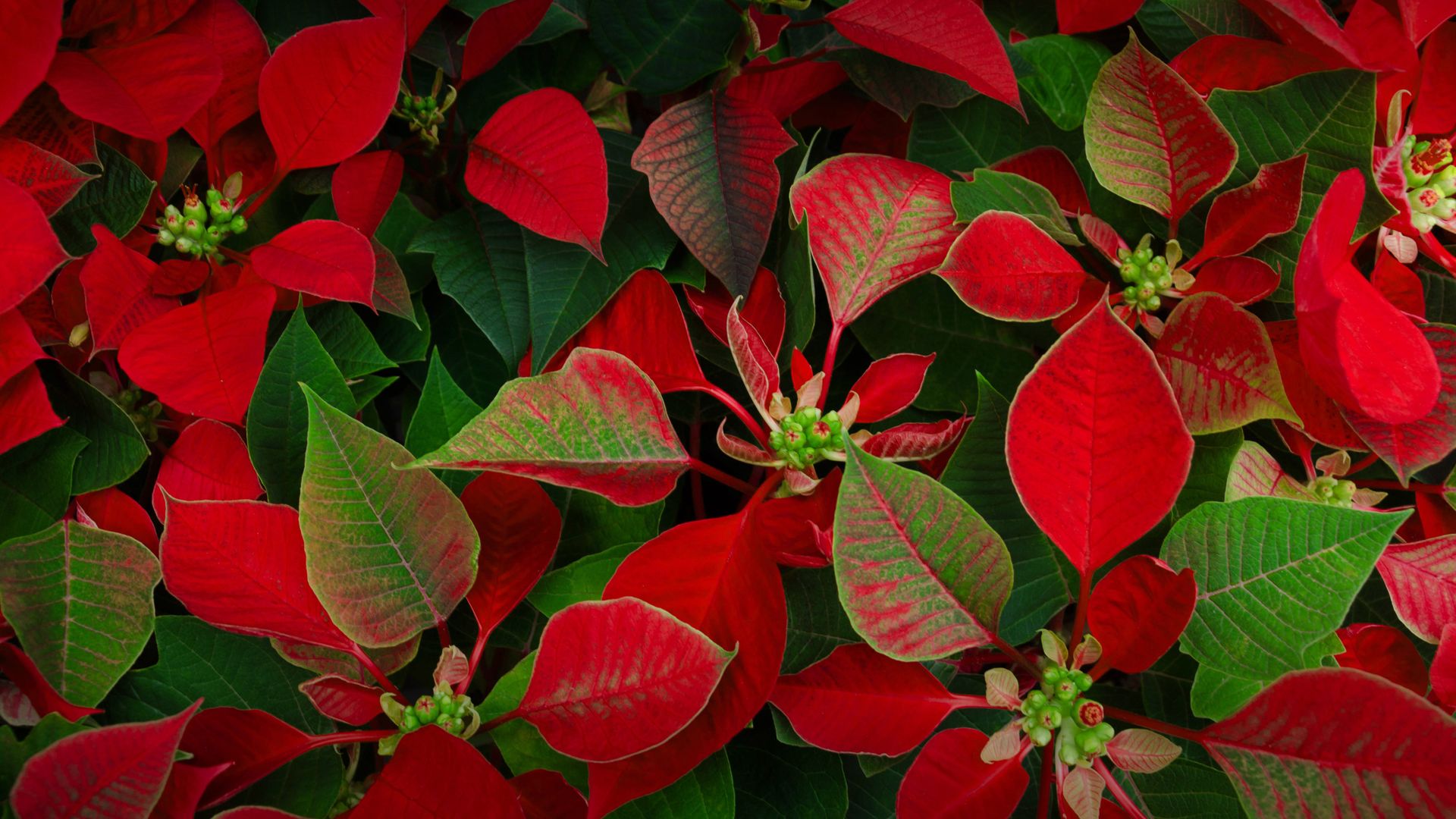 Poinsettia plants