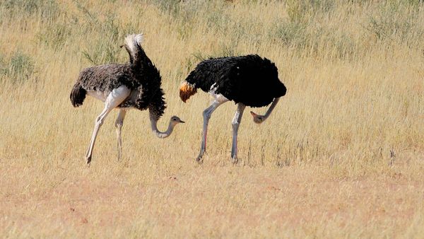 Ostriches in Kgalagadi Transfrontier Park, South Africa