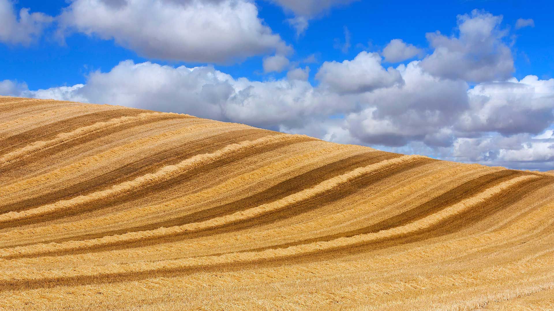 Wheat field in Valladolid, Castilla y León, Spain