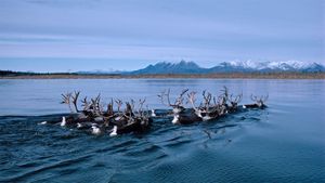 Caribou swimming across Alaska\'s Kobuk River during autumn migration, USA (© Michio Hoshino/Minden Pictures)(Bing Australia)
