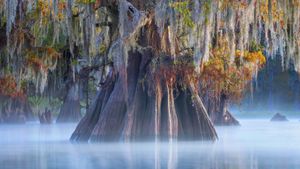 阿查法拉亚盆地中的一棵柏树，路易斯安那州 (© Chris Moore/Tandem Still + Motion)(Bing China)