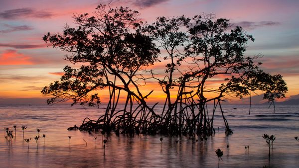 Red mangrove in the Pig Keys, Honduras