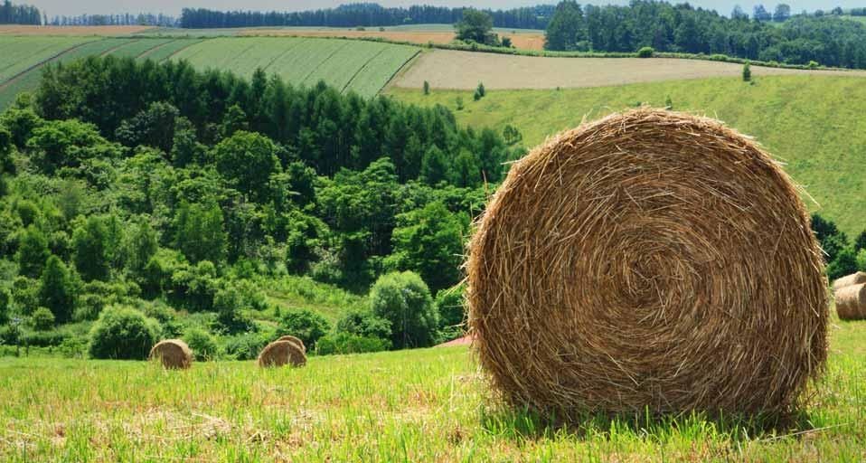 Haybales