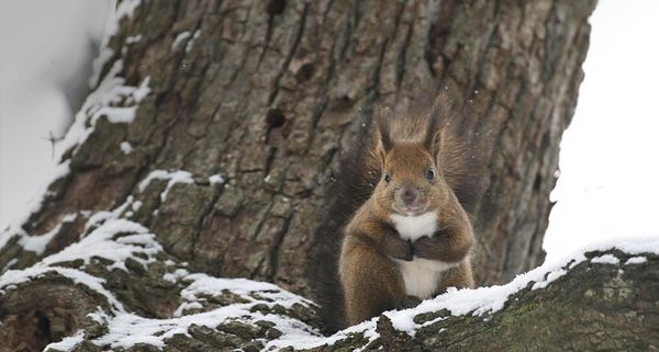 HokkaidoRedSquirrel