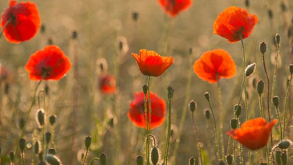 FieldPoppies_1366x768