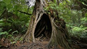 Hollow Tree on Maits Rest Rainforest Walk, Great Otway National Park, Victoria (© Jamie Lamb - elusive-images.co.uk/Getty Images)(Bing Australia)