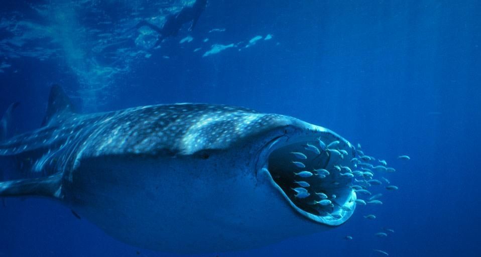 WhaleShark