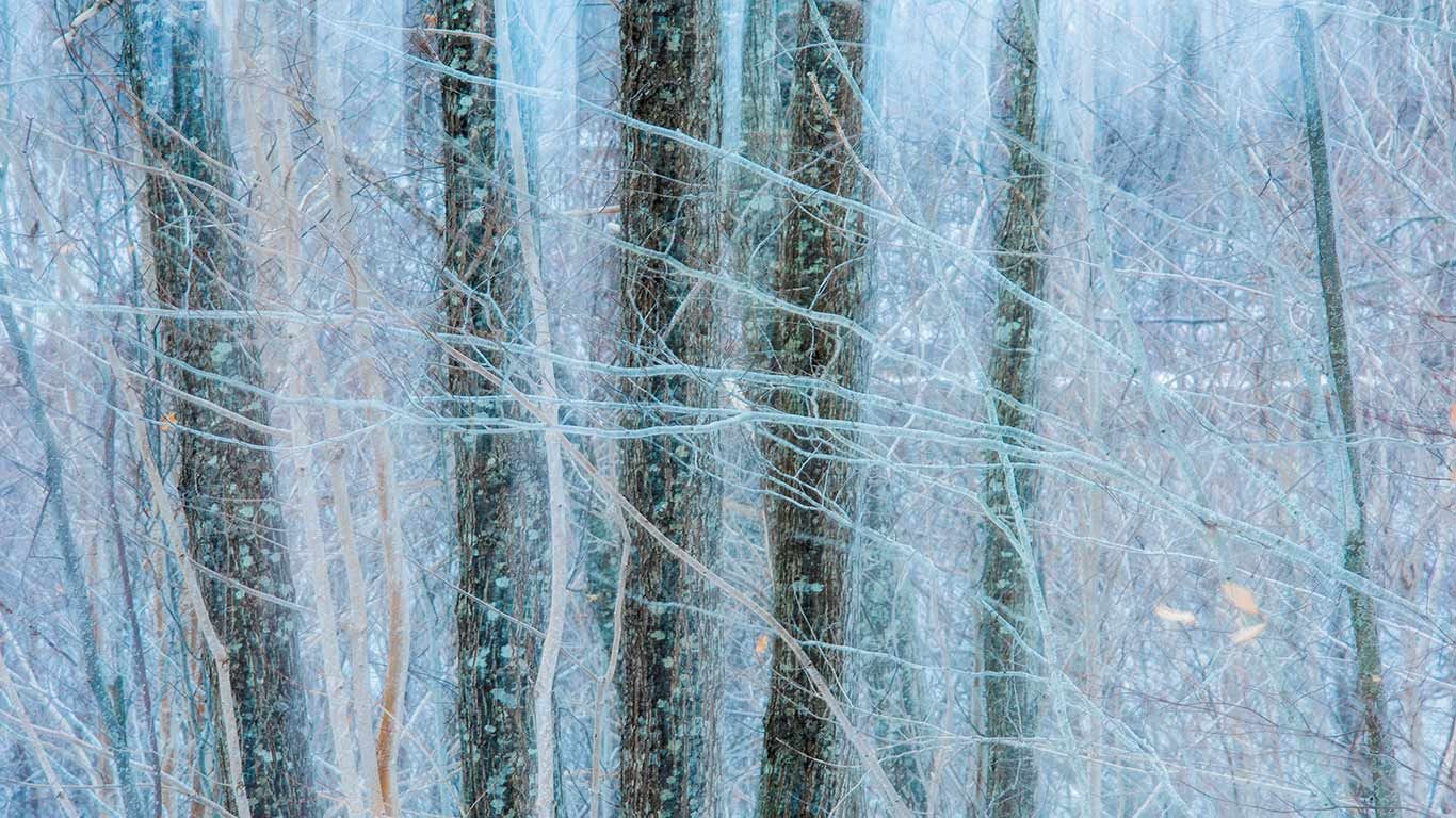 Oak (quercus sp) trees in winter, Nova Scotia