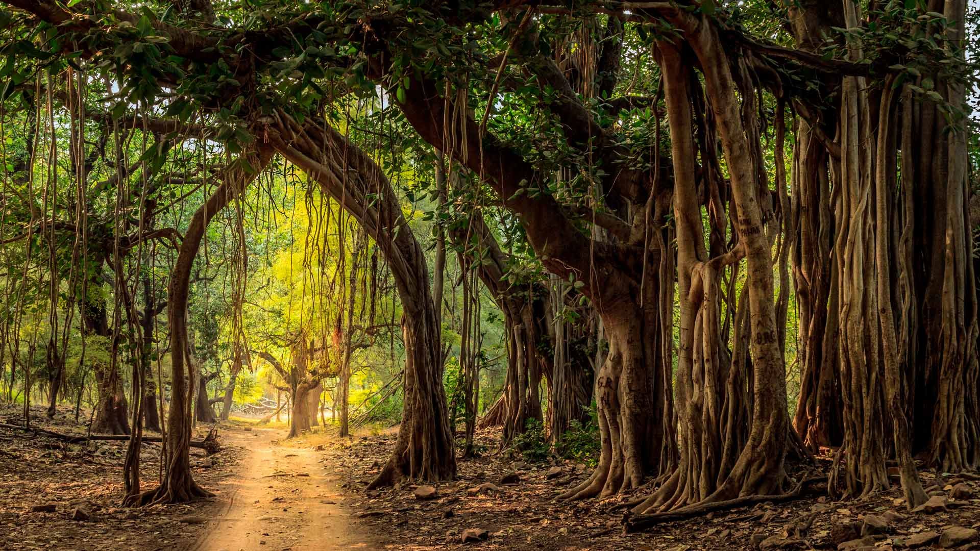 Jeep trail in Ranthambore National Park, India
